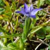 moss-gentian