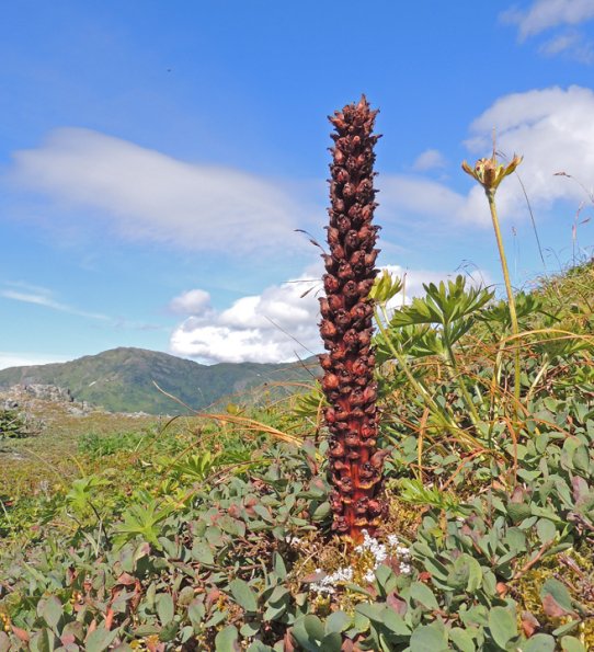 groundcone-in-the-alpine