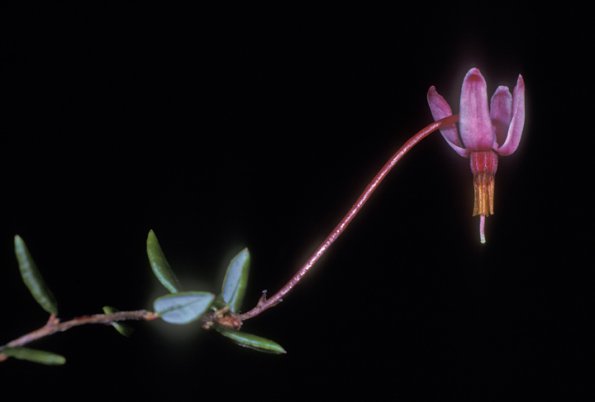 bog-cranberry-spaulding-meadows