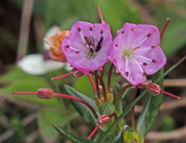bog-laurel-at-1-000-mm