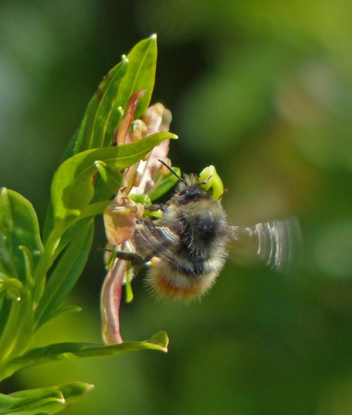 bumblebee-on-copper-bush-flower_1407099019