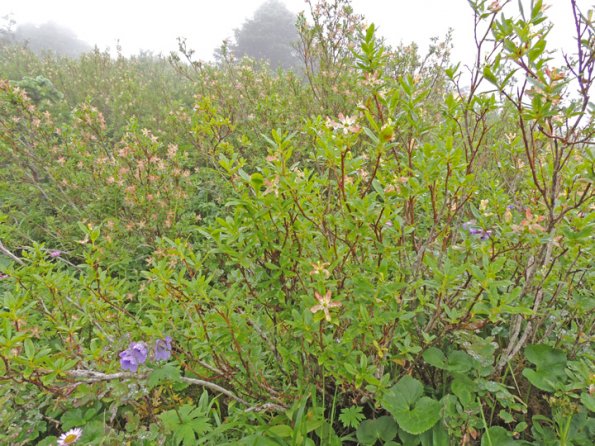 copper-bush-cladothamnus-pyroliflorus-sitka