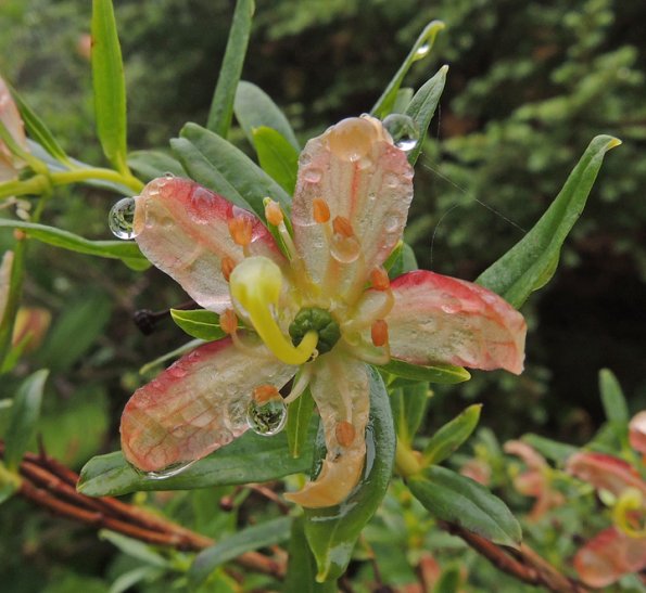copper-bush-flower-sitka