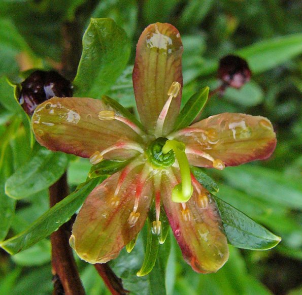 copperbush-flower-juneau