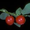 ericaceae-red-huckleberry-vaccinium-parvifolium