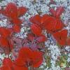 heath-family-alpine-bearberry-denali-sept.