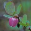 heather-family-dwarf-alpine-blueberry-vaccinium-uliginosum