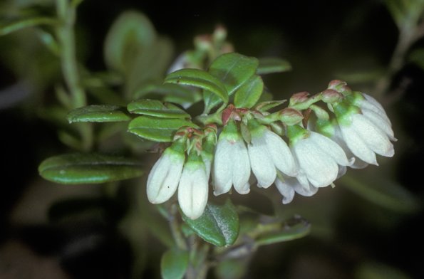 lingonberry-flowers-2-fairbanks-modified