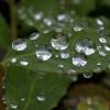 water-drops-on-blueberry-leaf