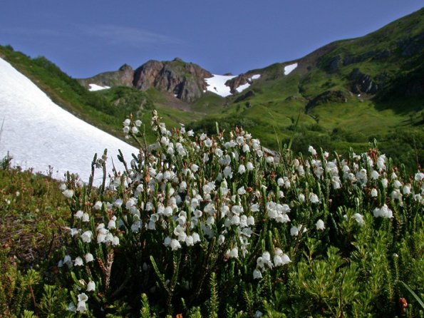 white-mountain-heather-cassiope-mertensiana-juneau