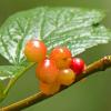 highbush-cranberry-red-viburnum-edule-