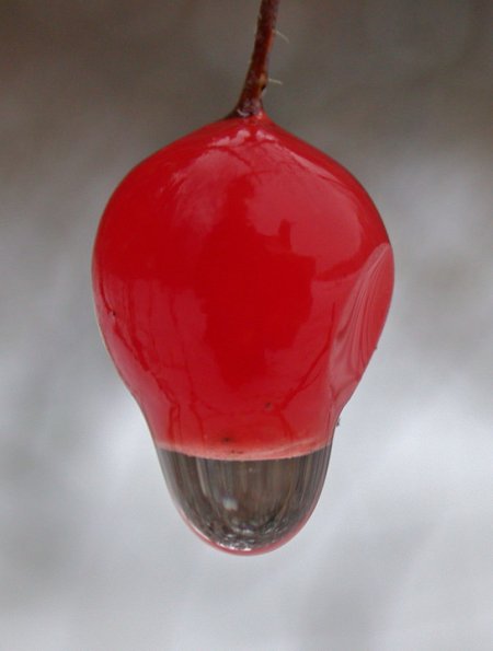 highbush-cranberry-with-water-droplet