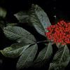 caprifoliaceae-honeysuckle-family-pacific-red-elderberry-sambucus-racemosa-2