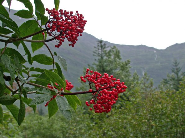 elderberry-in-sheep-creek-valley