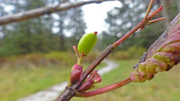 high-bush-cranberry-on-sept-25