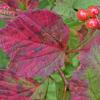high-bush-cranberry-with-red-leaf