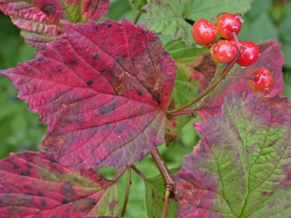 high-bush-cranberry-with-red-leaf
