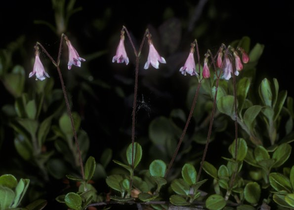 honeysuckle-family-twinflower