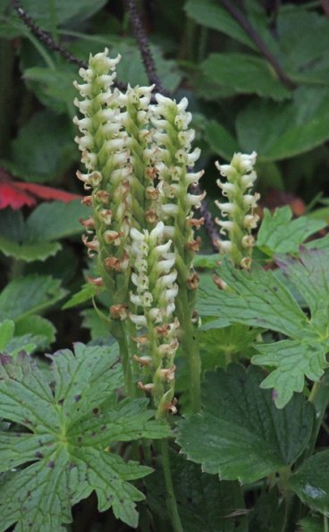 hooded-ladies-tresses