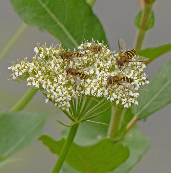 hoverflies-on-yarrow