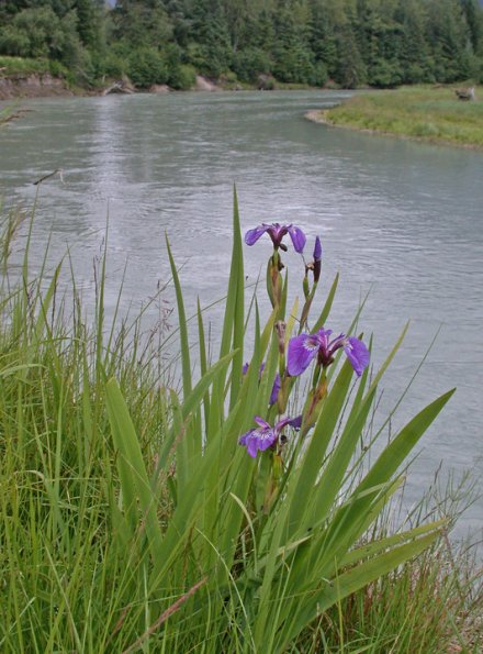 iris-and-mendenhall-river
