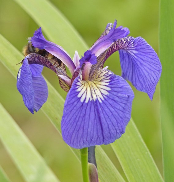 bumblebee-entering-iris