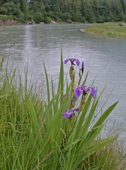 iris-and-mendenhall-river