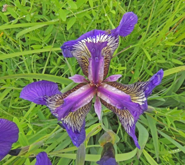 iris-setosa-wild-flag-kowee-meadow
