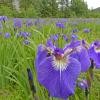 wild-flags-iris-family-eagle-beach-juneau