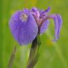 iris-iso-800.-1000-mm-hand-held-p510