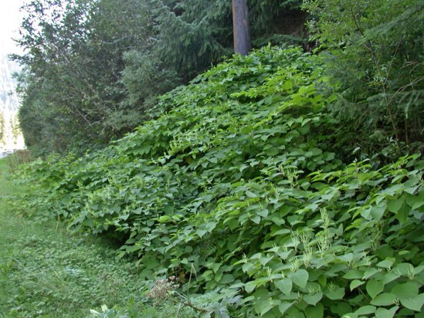 knotweed-patch-near-fish-creek-sept-3
