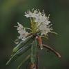 labrador-tea-iso-800-1-000-mm-hand-held-p510