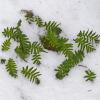 licorice-fern-in-the-snow-2
