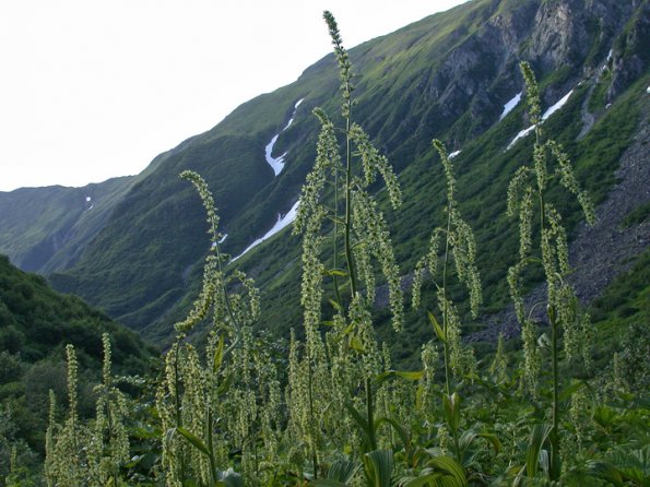 false-hellebore-and-mountains-juneau