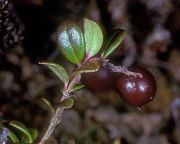 lingonberry-berry-fish-creek-bog