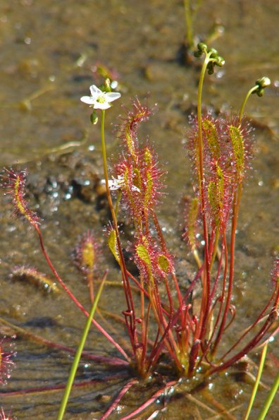 long-leaved-sundew-in-flower