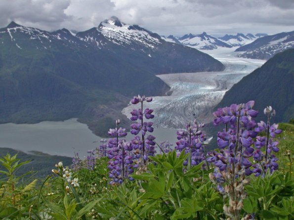 lupin-on-thunder-mountain-with-mendenhall-glacier