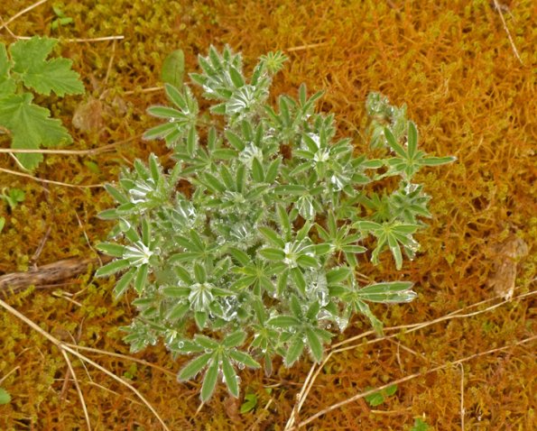 lupine-with-water-glacier-bay-n.p.