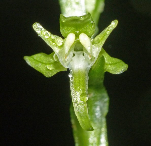 malaxis-orchid-blossom-from-outer-point