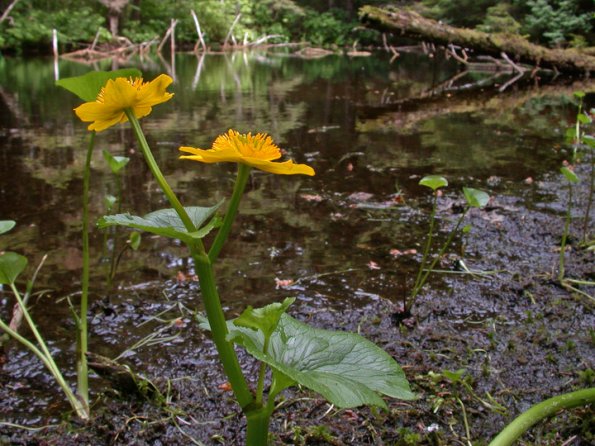 marsh-marigold-juneau