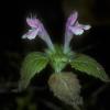 mint-family-lamiaceae
