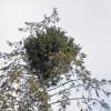 mistletoe-along-situk-river