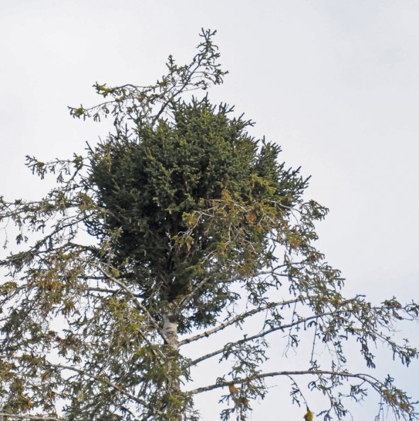 mistletoe-along-situk-river
