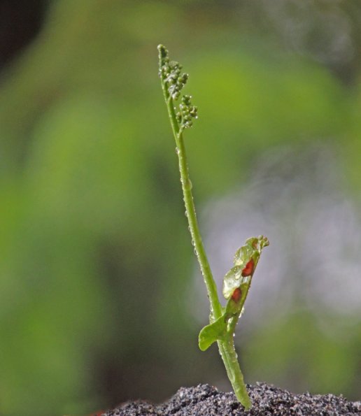 moonwort-on-july-13-2012