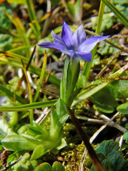 moss-gentian