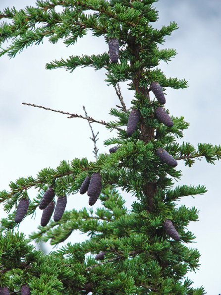 mountain-hemlock-cones