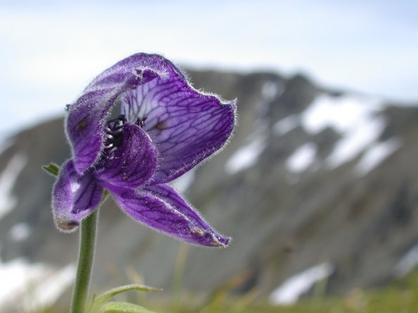 mountain-monkshood