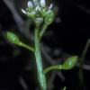 scurvy-grass-cochlearia-officinalis