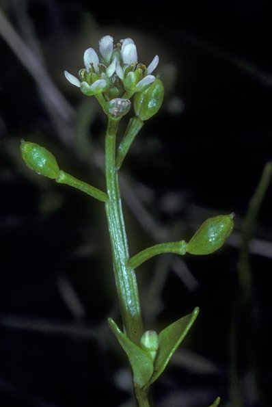 scurvy-grass-cochlearia-officinalis