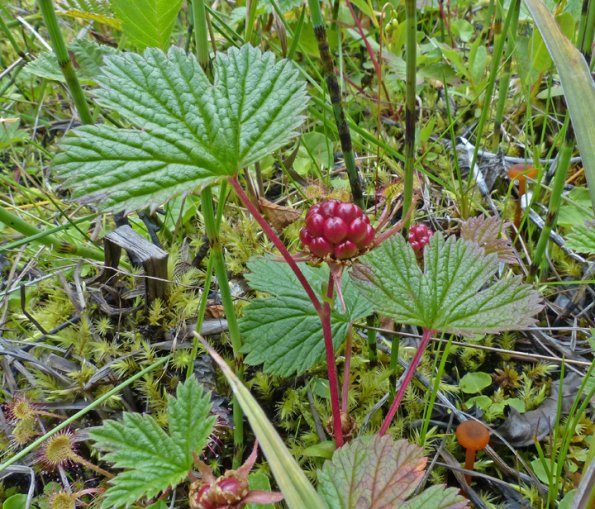 nagoonberry-rubus-arcticus-